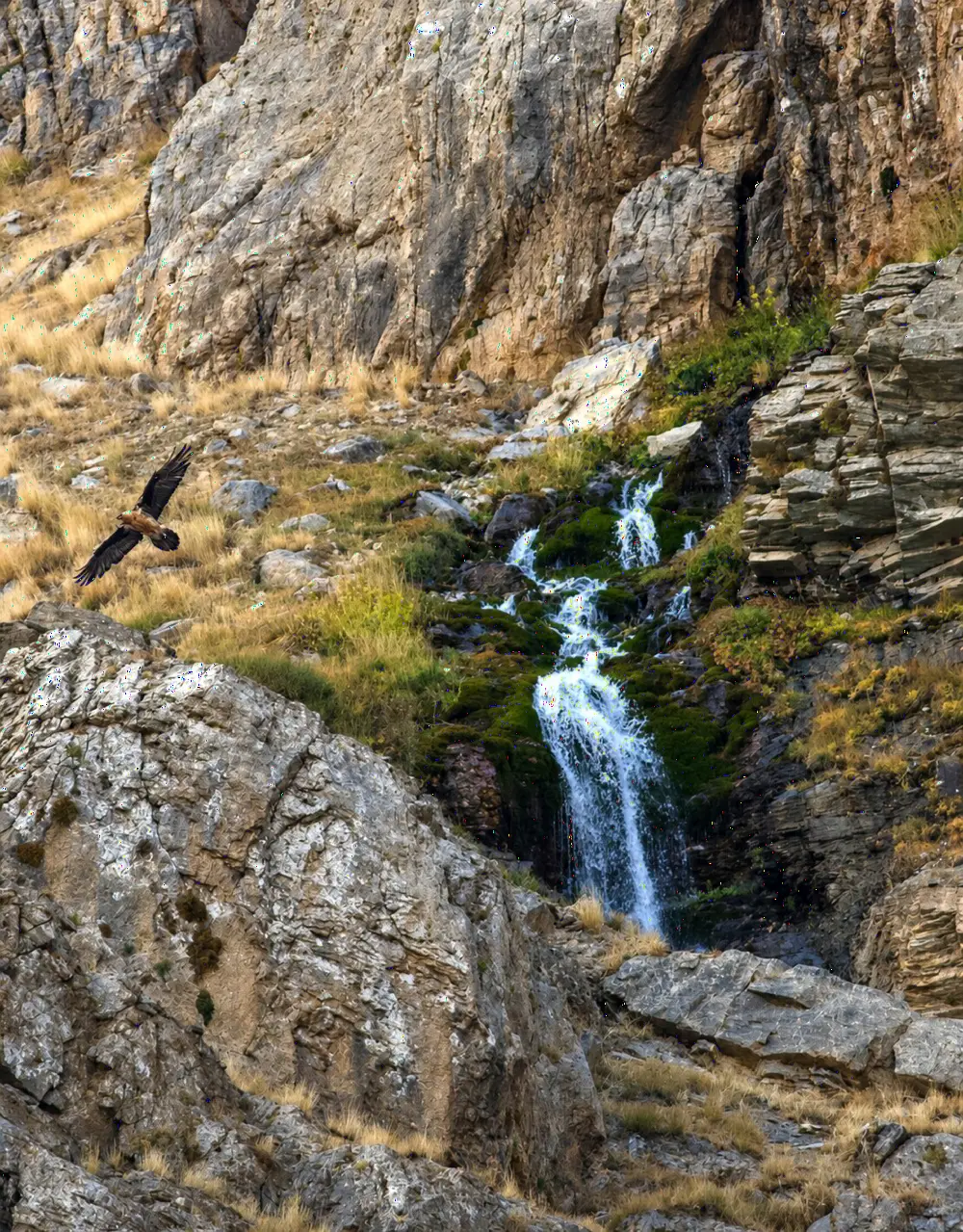 A bearded vulture in flight beside a mountain waterfall